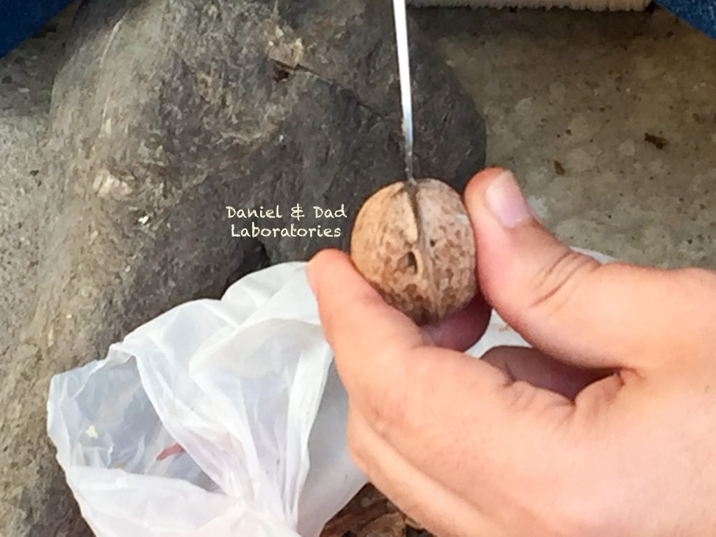 walnut necklace