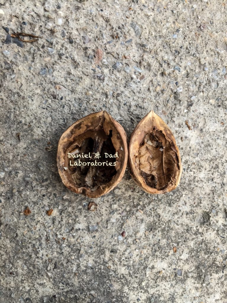 walnut necklace