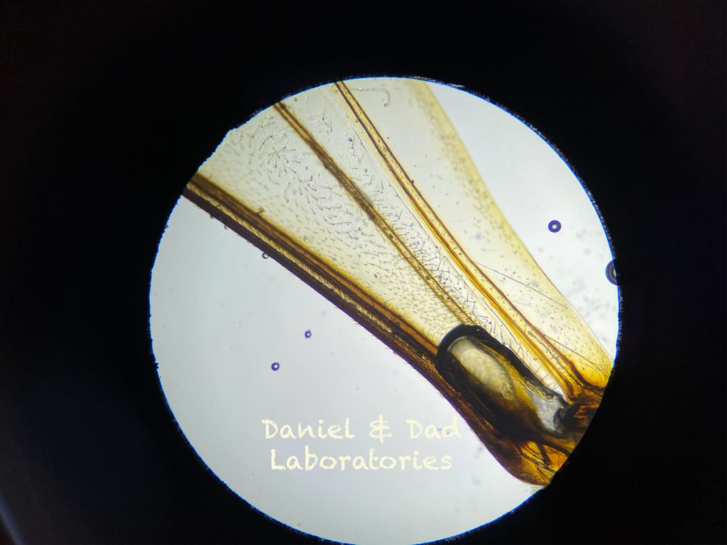 Bees in the microscope