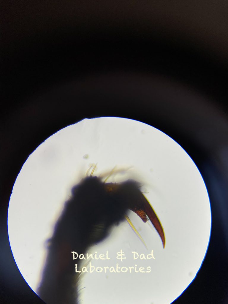 Bees in the microscope