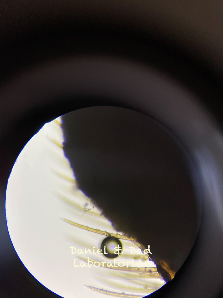 Bees in the microscope