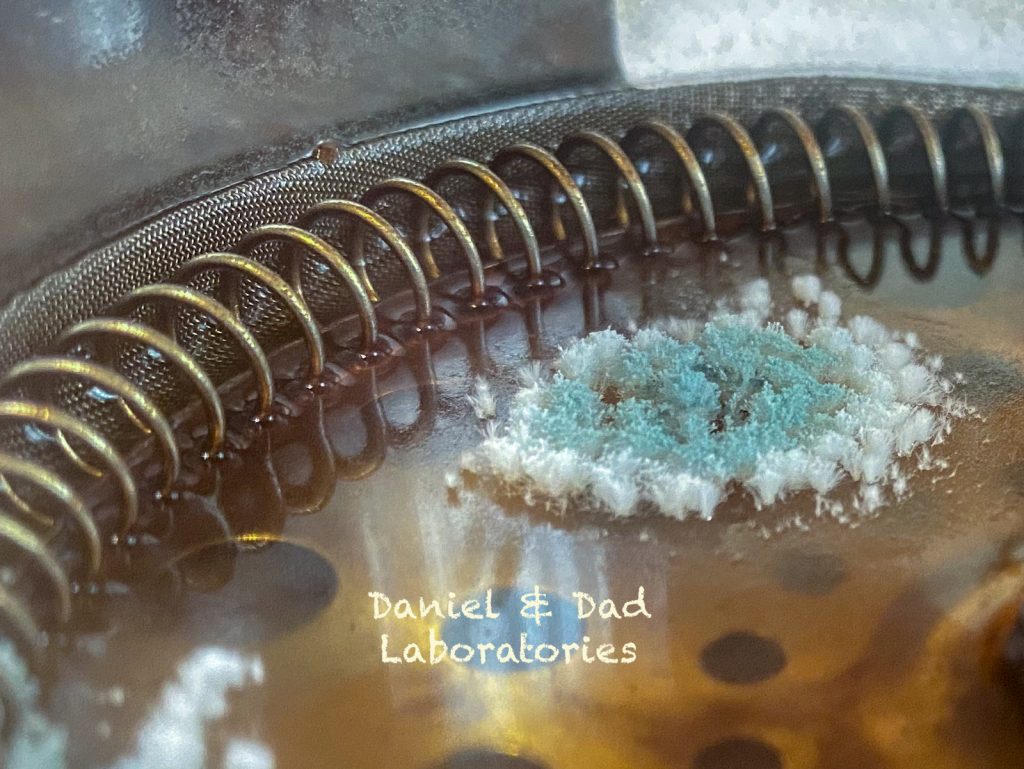 Mold - a microscopic world - coffee (2)